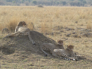 Cheetah (Acinonyx jubatus)