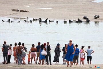 Phoques de Berck sur Mer