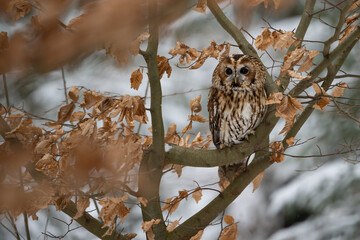 Tawny Owl. Strix aluco, Bohemian Moravian Highland.