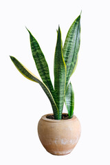
Sansevieria laurentii (Dracaena trifasciata, mother-in-law, snake plant) in ceramic bowl against white background. İsolated plant