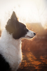 morning portrait of a border collie dog with the magical light of dawn
