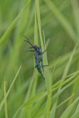 Blister Beetle on a blade of grass