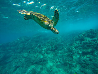 Beautiful under water shot of a sea turtle