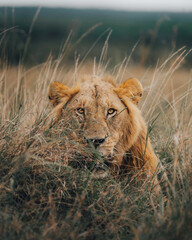 lion in the grass
