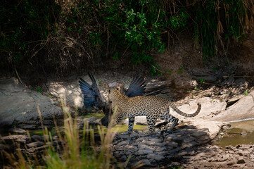 leopard hunt