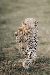 portrait of a leopard