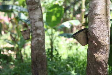 Rubber tree tapped and a bucket used to collect the milk
