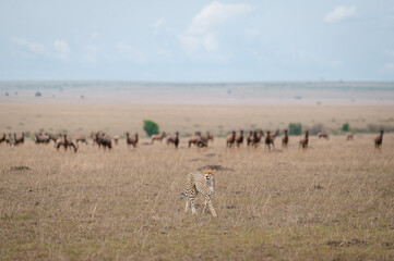 Fototapeta na wymiar cheetah on the hunt