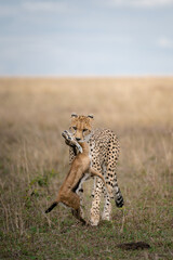 cheetah in serengeti © dhruv