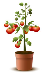 Fototapeta na wymiar Cherry tomato bush grown in a flower pot on the balcony, home vegetable garden, useful home decor