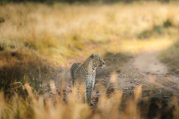 leopard in the savannah