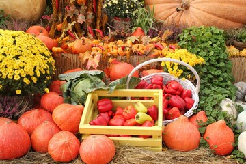 Organic pumpkin and vegetable in wooden box on agricultural fair. Harvesting autumn time concept....