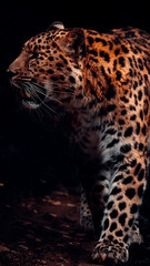 Amur Leopard Walking With Mouth Open, Fangs Showing, Black Background