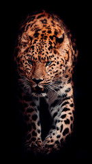 Fototapeta na wymiar Amur Leopard Intense Blue Eyes With Mouth Open, Fangs Showing, Black Background