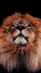 Portrait Of Male Lion, Looking Up, With Black Background