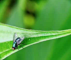 fly on leaf