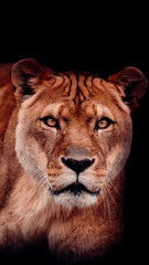 Naklejka premium Portrait of Lioness With Piercing Eyes, Symbolizing Female Power and Strength, Black Background