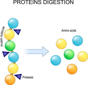 Protein digestion. Enzymes proteases are digestion breaks the protein into single amino acids