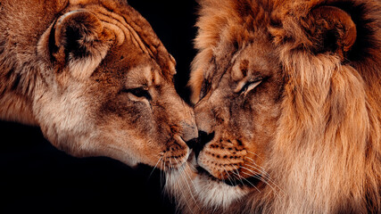 Male Lion and Lioness Rubbing Noses Together, Showing Affection, With A Black Background, Powerful Image