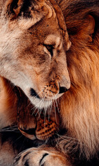 Male Lion and Lioness Rubbing Heads Together, Showing Affection