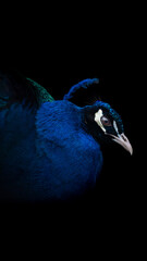 Blue Peacock Head Portrait, Black Background 2