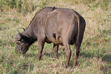 Buffalo with oxpeckers