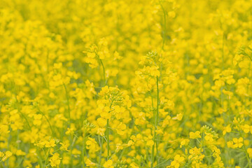 Fototapeta na wymiar Close up of Bright yellow canola blossoms