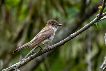 Eastern Phoebe