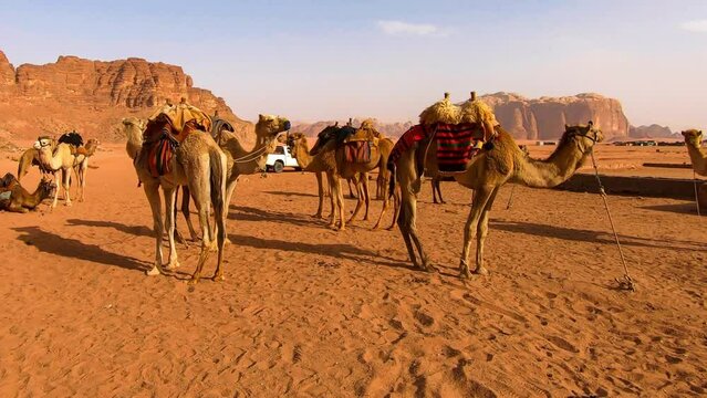 Herd of camels in the desert of Wadi Rum, horizontal, slow shot.