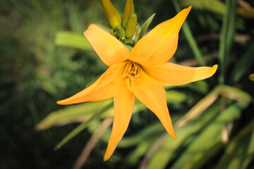 A beautiful closeup of a Yellow Lilly that has opened up with a contrasting green leaf background