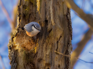 The Nuthatch tries to remember where the food was hidden 