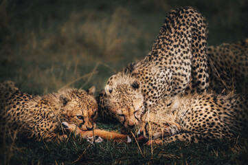 close up of a cheetah