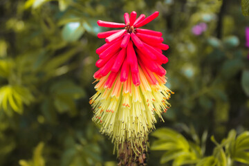 A stunning closeup of a flower during the summertime. Beautiful contrasting colours can be seen on...
