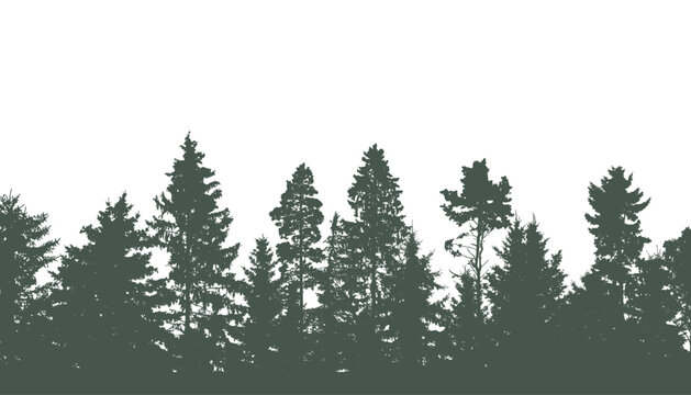 Coniferous and deciduous beautiful forest, silhouette of firs, pines and different deciduous trees. Vector illustration.
