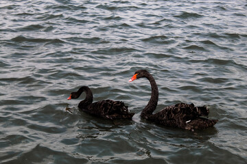 A stunning and rare animal portrait of a black Swan on a lake.