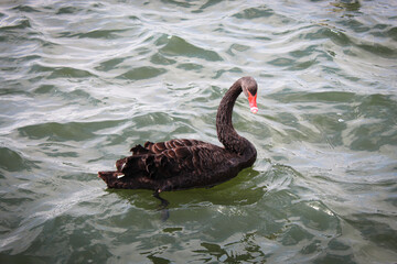 A beautiful animal portrait of a rare black Swan in a lake