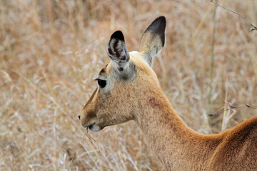 antelope in the wild