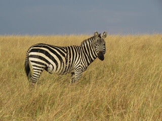 Obraz premium Burchell's zebra (Equus quagga burchellii)