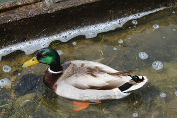 A beautiful animal portrait of a Duck on a bright sunny morning