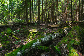 Wild forest in the early spring morning