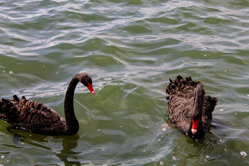 Fototapeta premium A beautiful animal portrait of a rare black Swan in a lake