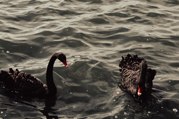 A beautiful animal portrait of a rare black Swan in a lake © NW_Photographer