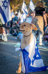 Civilian and a dog protests in the city of Rehovot Israel against the planned changes of Israeli...