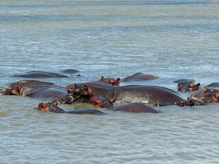 Fototapeta premium hippopotamus in the river