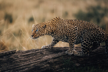 leopard on the tree