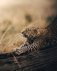 close up portrait of a leopard © dhruv