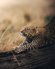 Gordijnen close up portrait of a leopard © dhruv