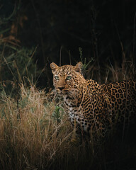 portrait of a leopard