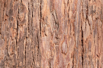 Texture of old cypress bark
