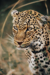 close up of leopard